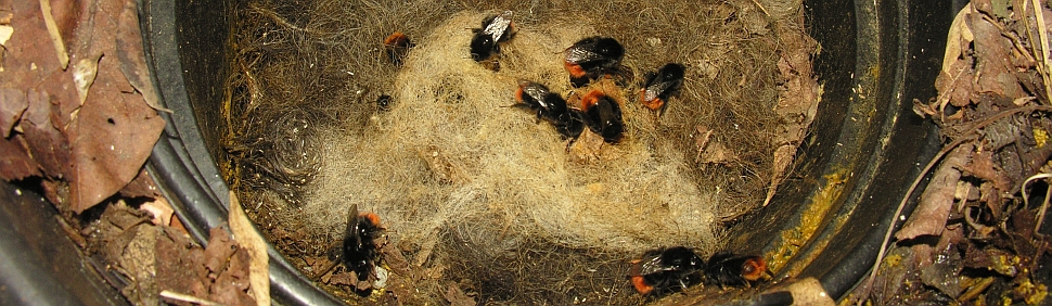 Steinhummelnest mit Parasitenbefall